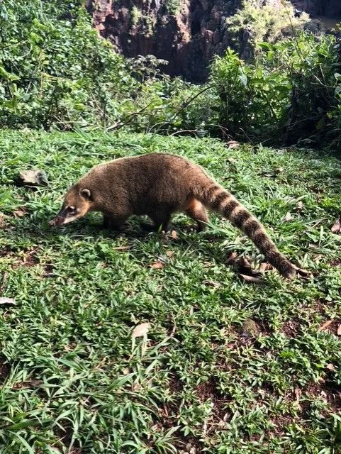 Coati