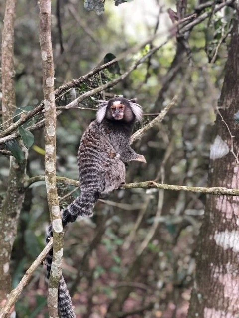 Petit singe