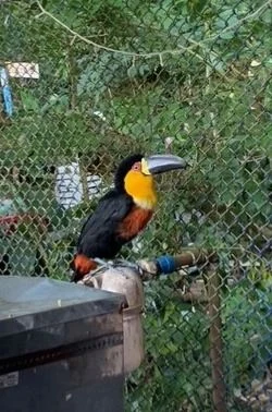 Toucan